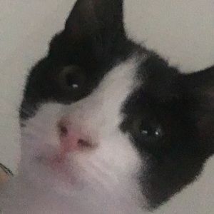 Meet your Posher, Tay